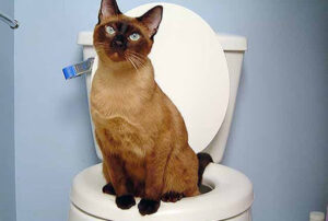 ظرف دستشویی گربه