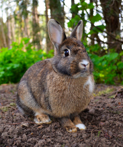 food for bunny