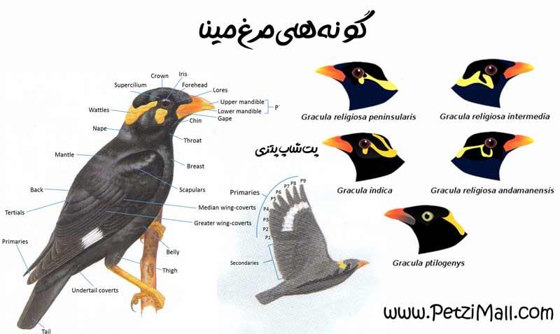 گونه های مرغ مینا