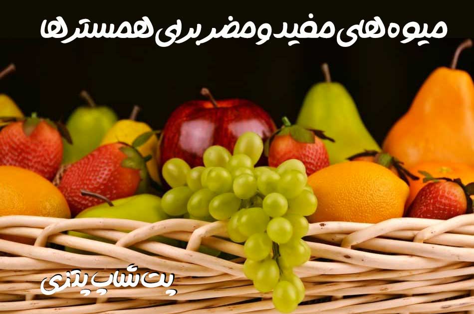 میوه های مجاز برای همسترها