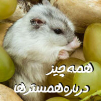 همه چیز درباره همستر