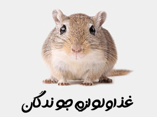 خرید غذای همستر